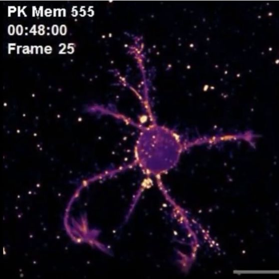 PKMEM™细胞膜荧光染料PK Mem 555/PK Mem 590/PK Mem 650
