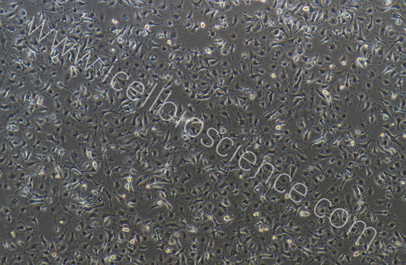 大鼠肠巨噬细胞/免疫荧光鉴定/镜像绮点（Cellverse）