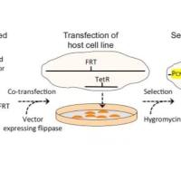 辰辉创聚生物®Nebulabio 稳定细胞系
