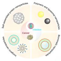 负载溶瘤腺病毒（OAds）的磁性氧化铁纳米颗粒（MIONs）被PEG修饰