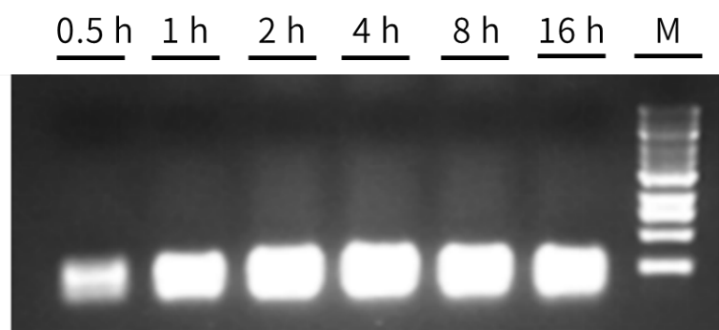 干货 | 基因编辑探秘系列之产品选购指南