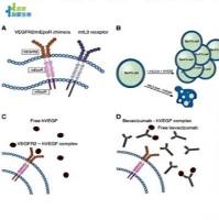 辰辉创聚生物®Nebulabio 肿瘤学研究相关抗体