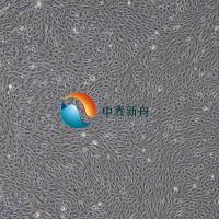 人鼻黏膜上皮细胞