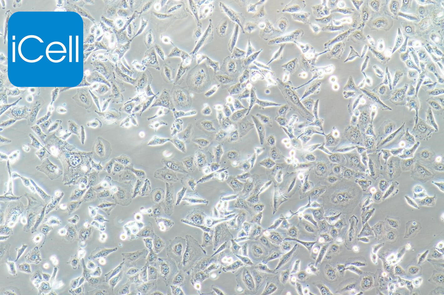 NCI-H1975细胞 | NCI-H1975细胞 | NC