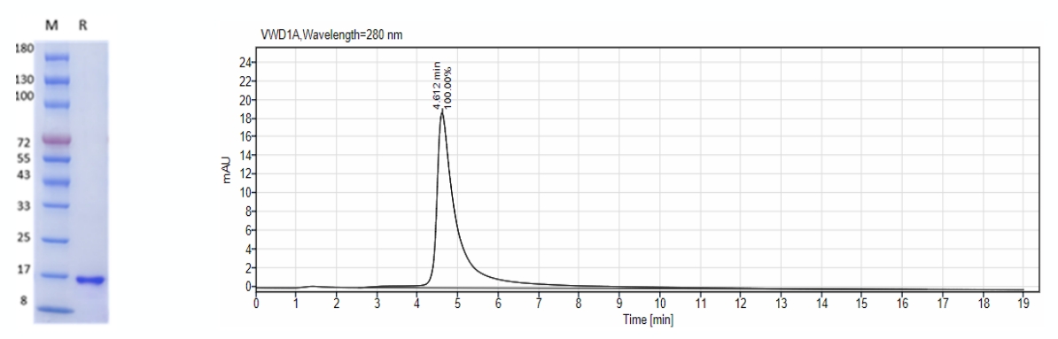 试用!GMP级细胞因子重组人IL-3和人bFGF重磅上市!