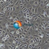 小鼠真皮微血管内皮细胞 