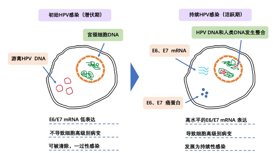 宿主gDNA、试剂背景核酸污染去除只需一款Thermolabile dsDNase!