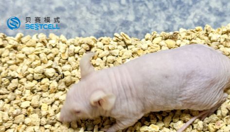 动物模型 | Cal27裸鼠口腔癌转移模型