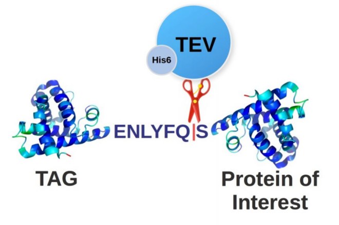 UCF.ME® rTEV蛋白酶：无残留精准切除蛋白标签的高效解决方案