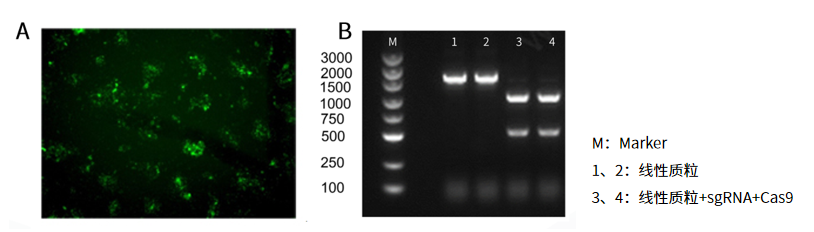 干货 | 基因编辑探秘系列之产品选购指南