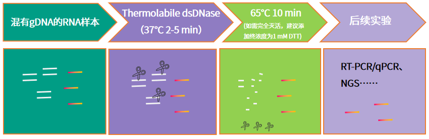 宿主gDNA、试剂背景核酸污染去除只需一款Thermolabile dsDNase!
