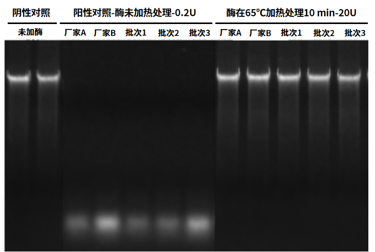宿主gDNA、试剂背景核酸污染去除只需一款Thermolabile dsDNase!