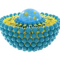 负载姜黄素（Cur）的脂质体被叶酸（FA）-F127 修饰