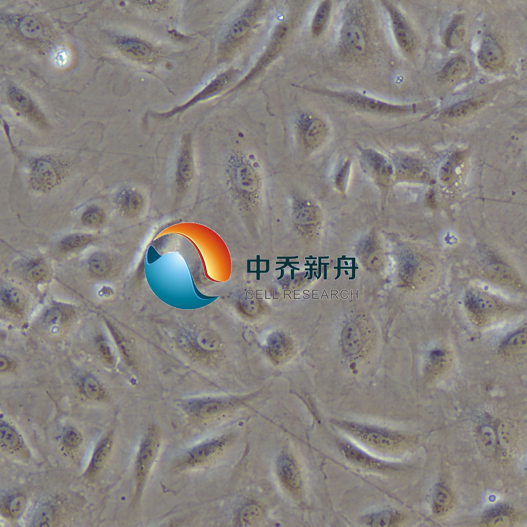 人视网膜微血管内皮细胞