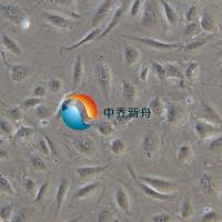 人视网膜微血管内皮细胞