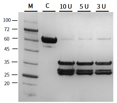 UCF.ME® rTEV蛋白酶：无残留精准切除蛋白标签的高效解决方案