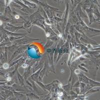 大鼠滑膜间充质干细胞