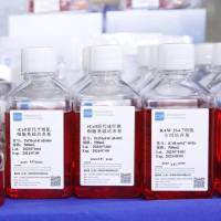 A875 / A875细胞 / A-875细胞 /A-875 / A875细胞专用培养基/镜像绮点