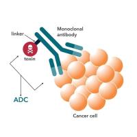 辰辉创聚生物®Nebulabio1000余种抗体药研究用标准品