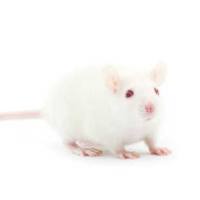 大鼠脑缺血再灌注