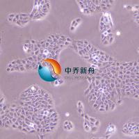 Hacat人永生化表皮细胞系