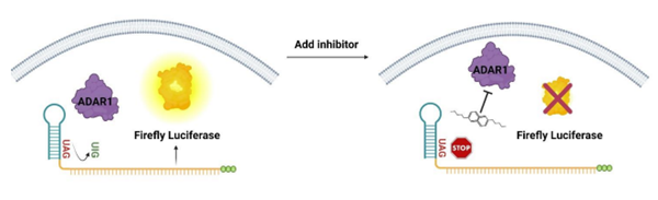 ADAR1双荧光素酶报告基因HEK293细胞系限时抢购啦