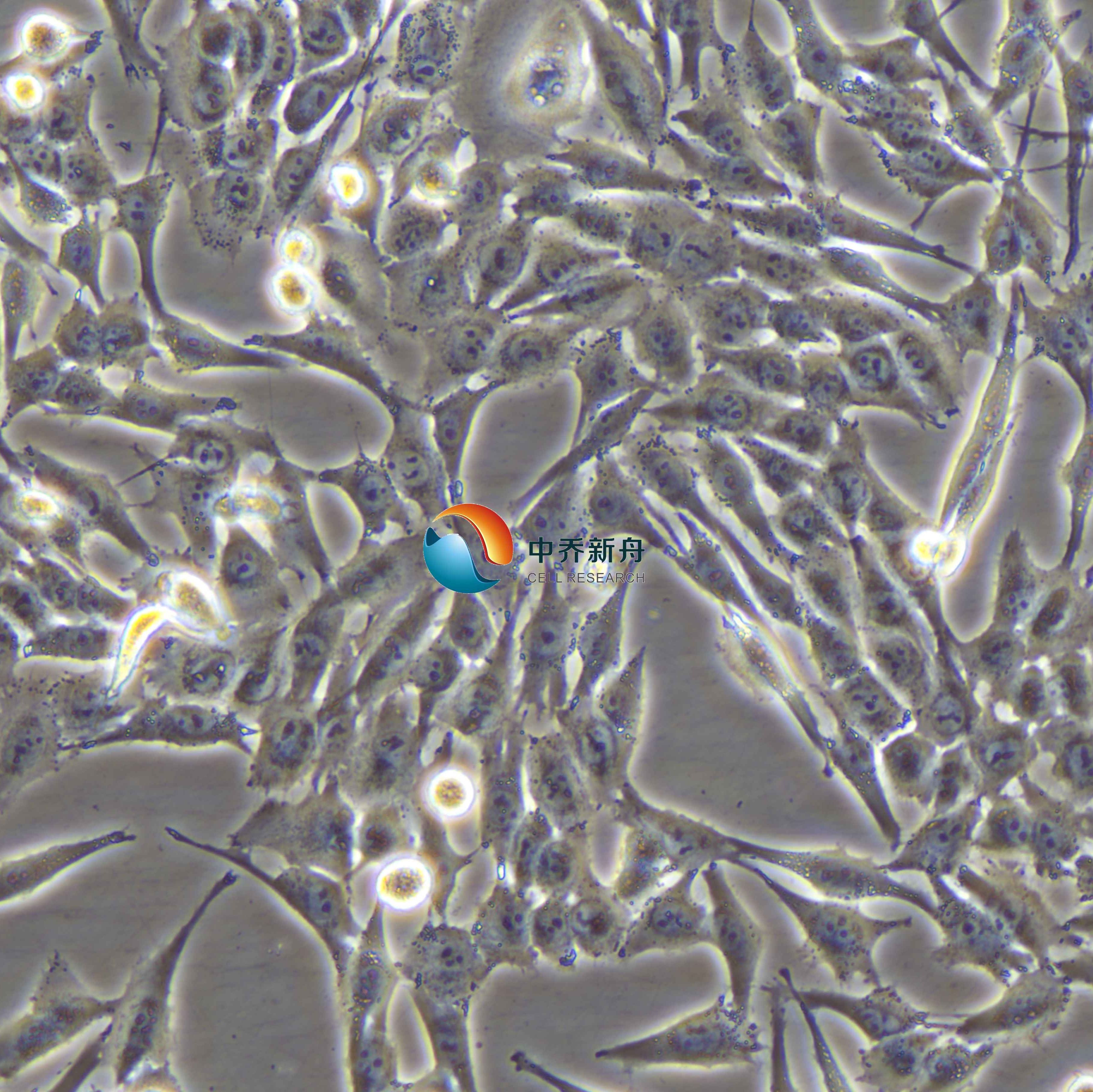 M-14人黑色素瘤细胞