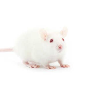 皮肤损伤疾病模型