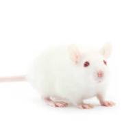 结肠炎疾病模型