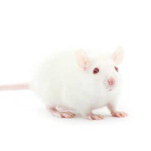 急性肾损伤疾病模型