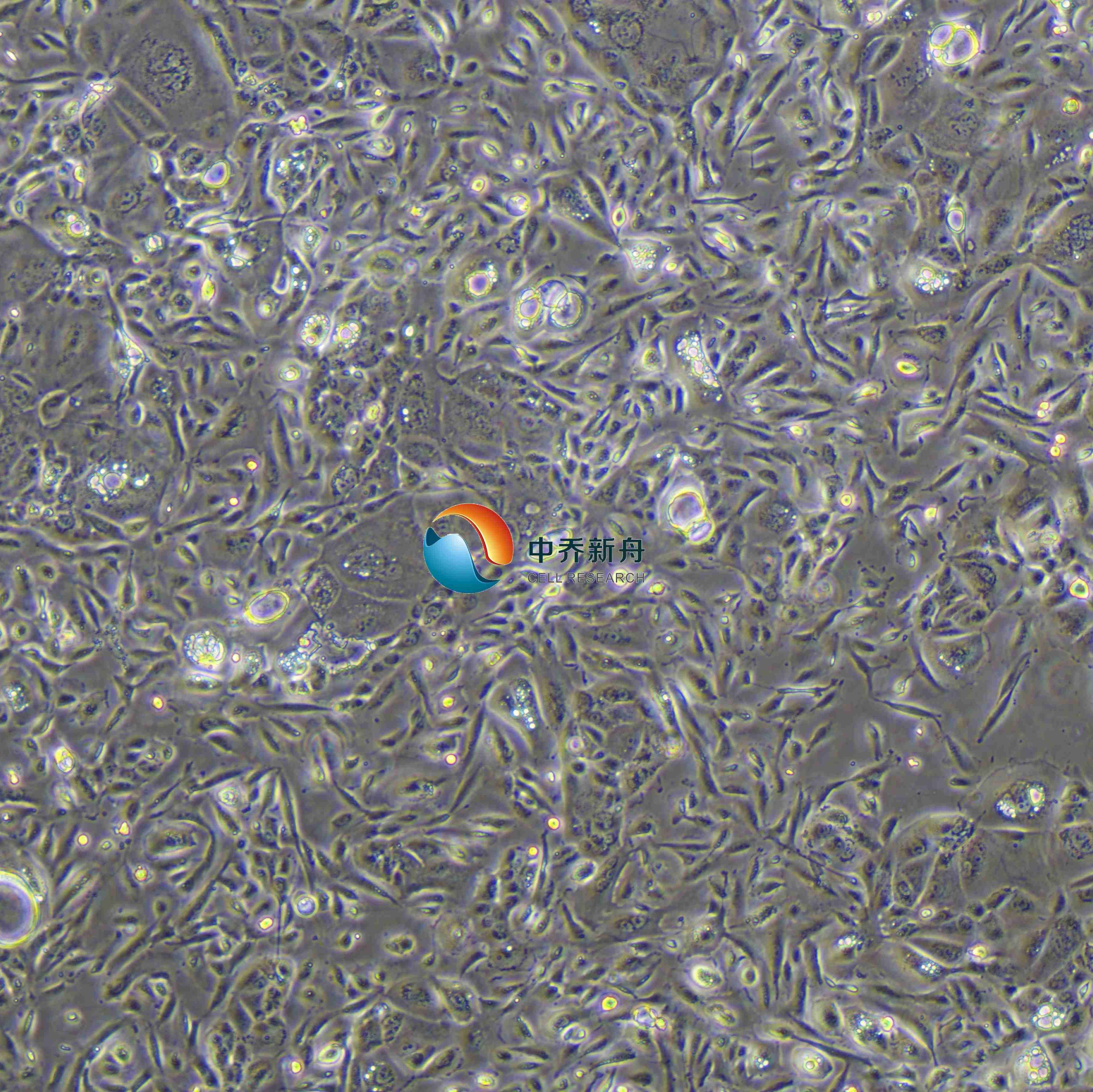 NCI-H647人肺小细胞癌细胞