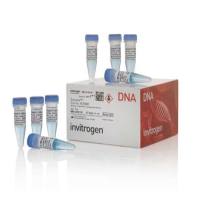 Zeocin 博莱霉素，R25001-1.25ml