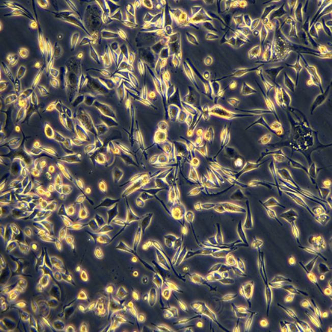 BLUE-1/RFP (带红色荧光)