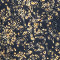 BOY-12E/RFP (带红色荧光)