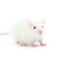 大小鼠肺炎疾病模型