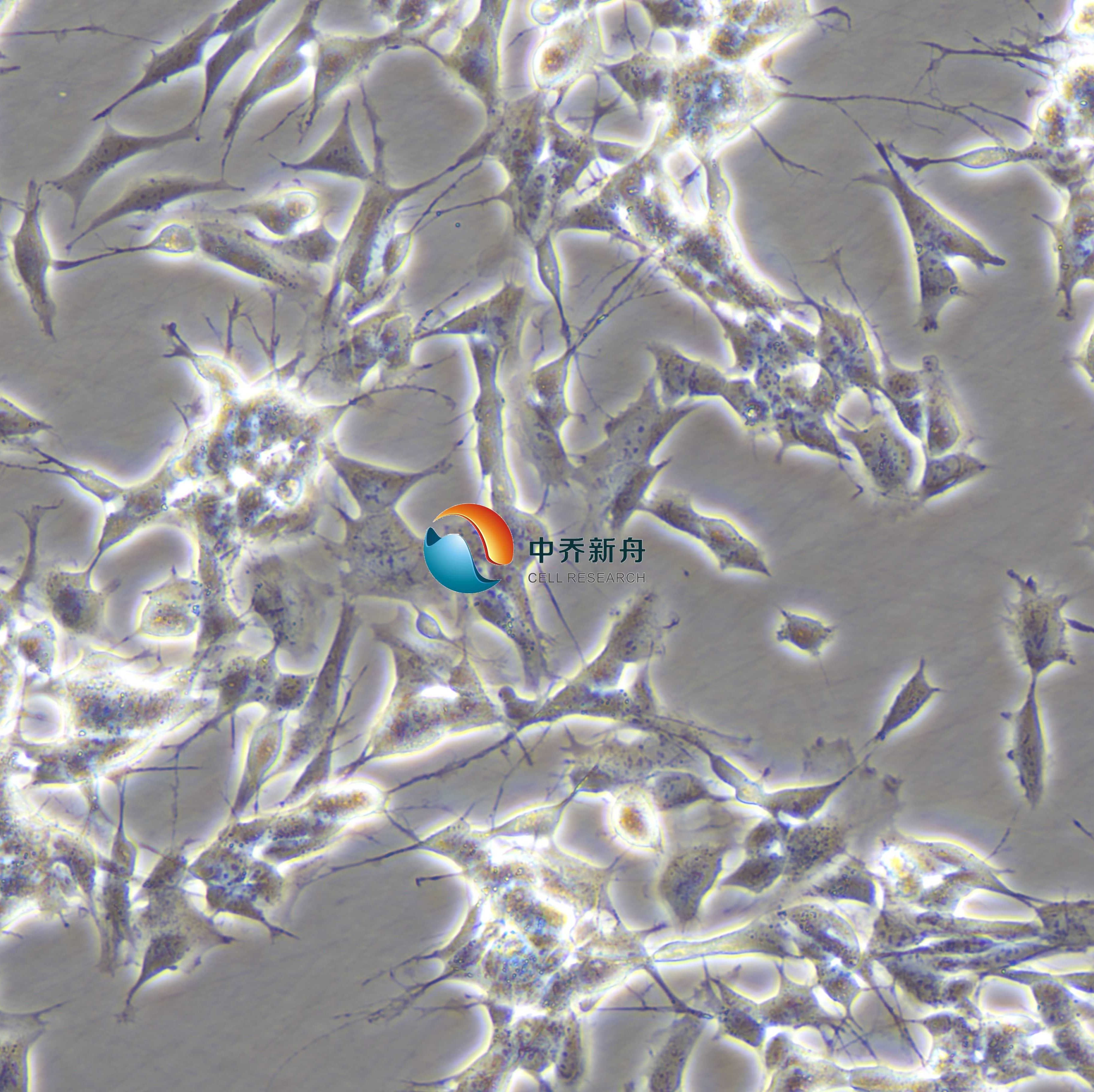 SH-SY5Y人神经母细胞瘤细胞