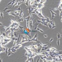 SH-SY5Y人神经母细胞瘤细胞