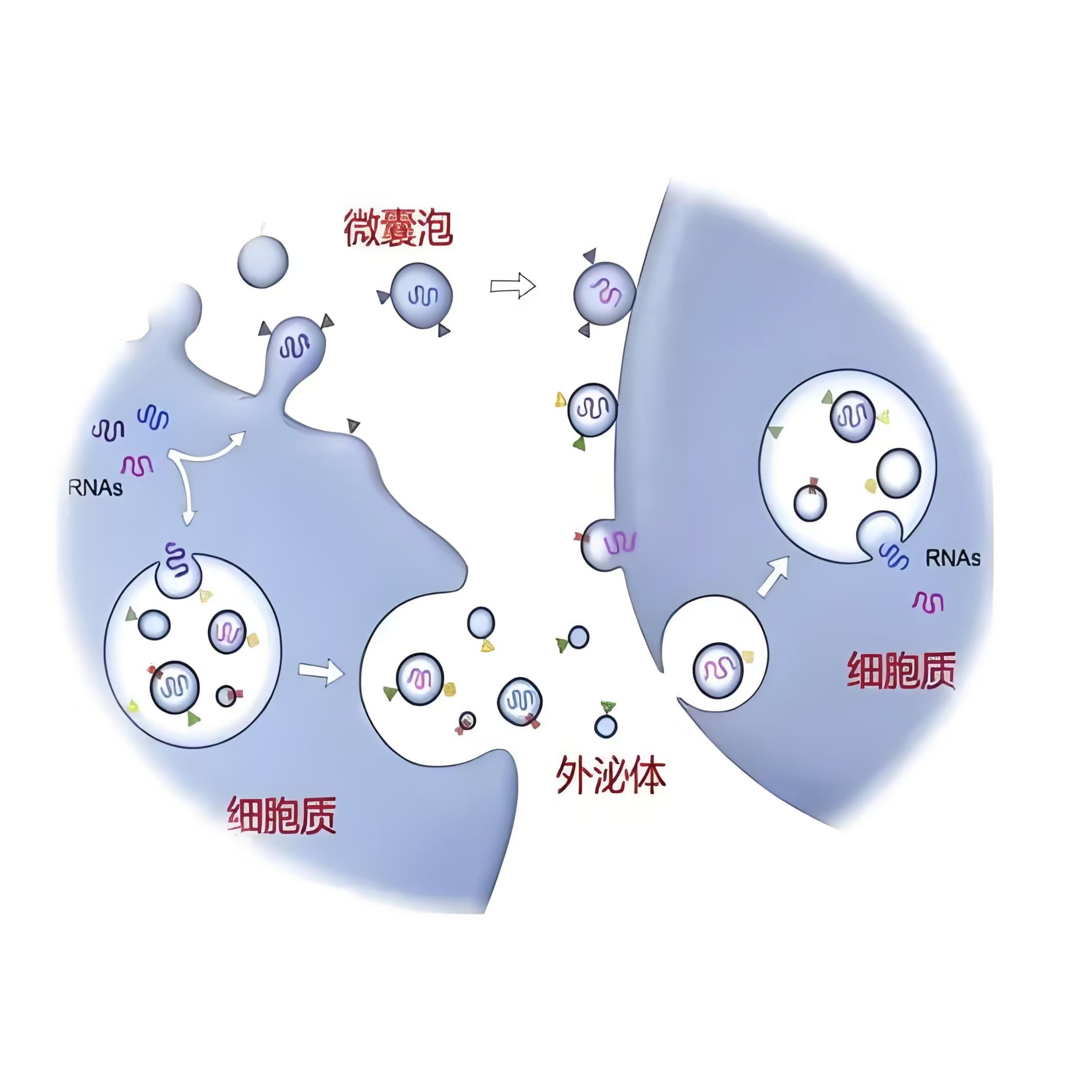 负载万古霉素（Van）的外泌体被甘露糖（Man）修饰