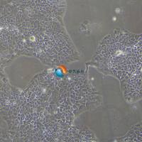 A431人表皮癌细胞