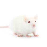 糖尿病及其并发症疾病模型