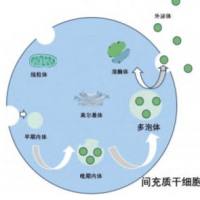 源于骨髓间充质干细胞的外泌体（MSC-Exos）包载miR-499