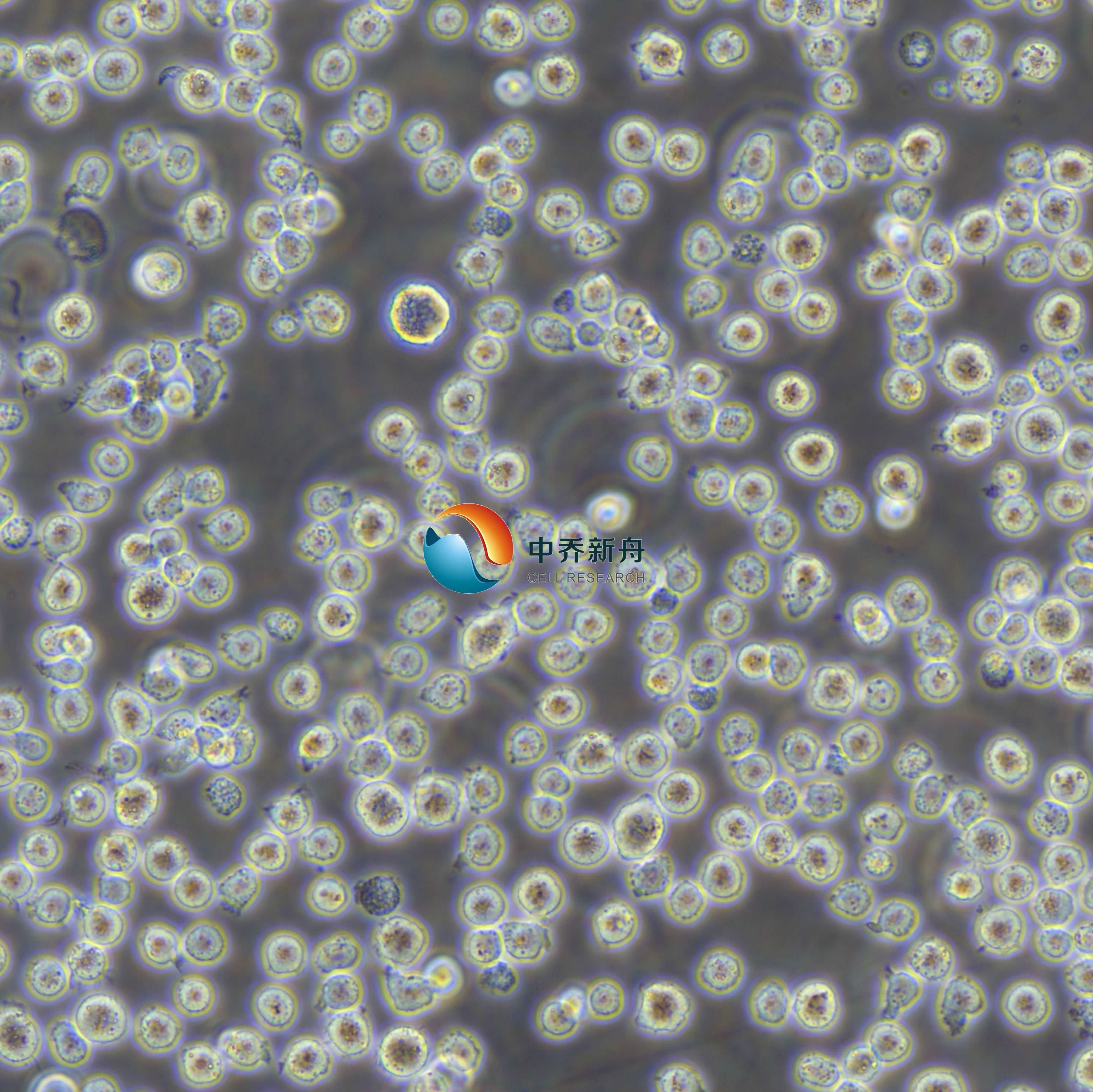 Thp-1人单核细胞白血病