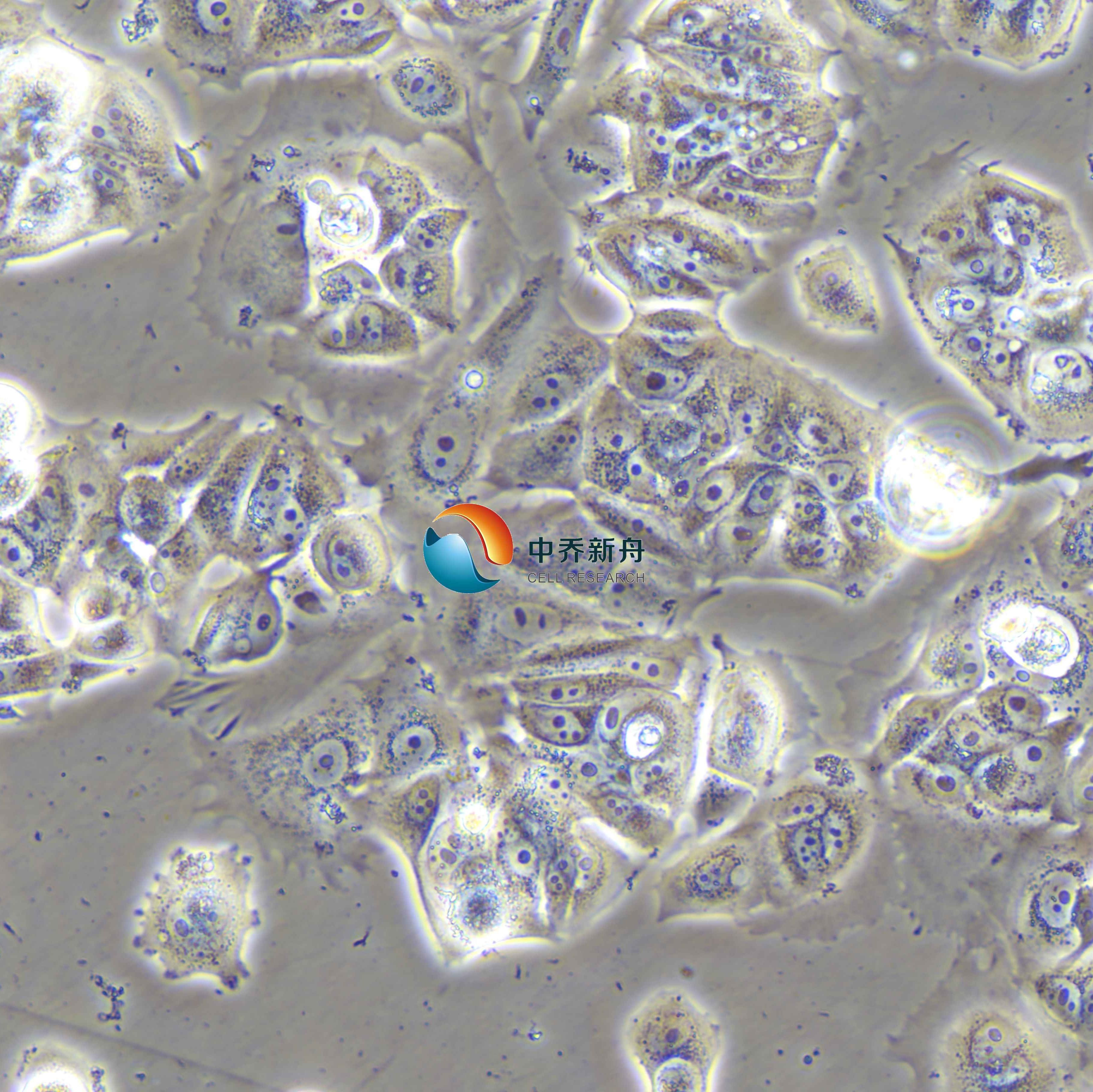 MCF7 [MCF-7]人乳腺癌细胞