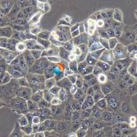 PANC-1人胰腺癌细胞