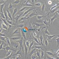 EA.hy926人脐静脉融合细胞