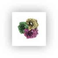 PhIP-Seq PhIPSeq毒力因子抗体谱研究