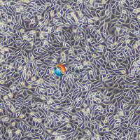 L-929小鼠胚胎成纤维细胞