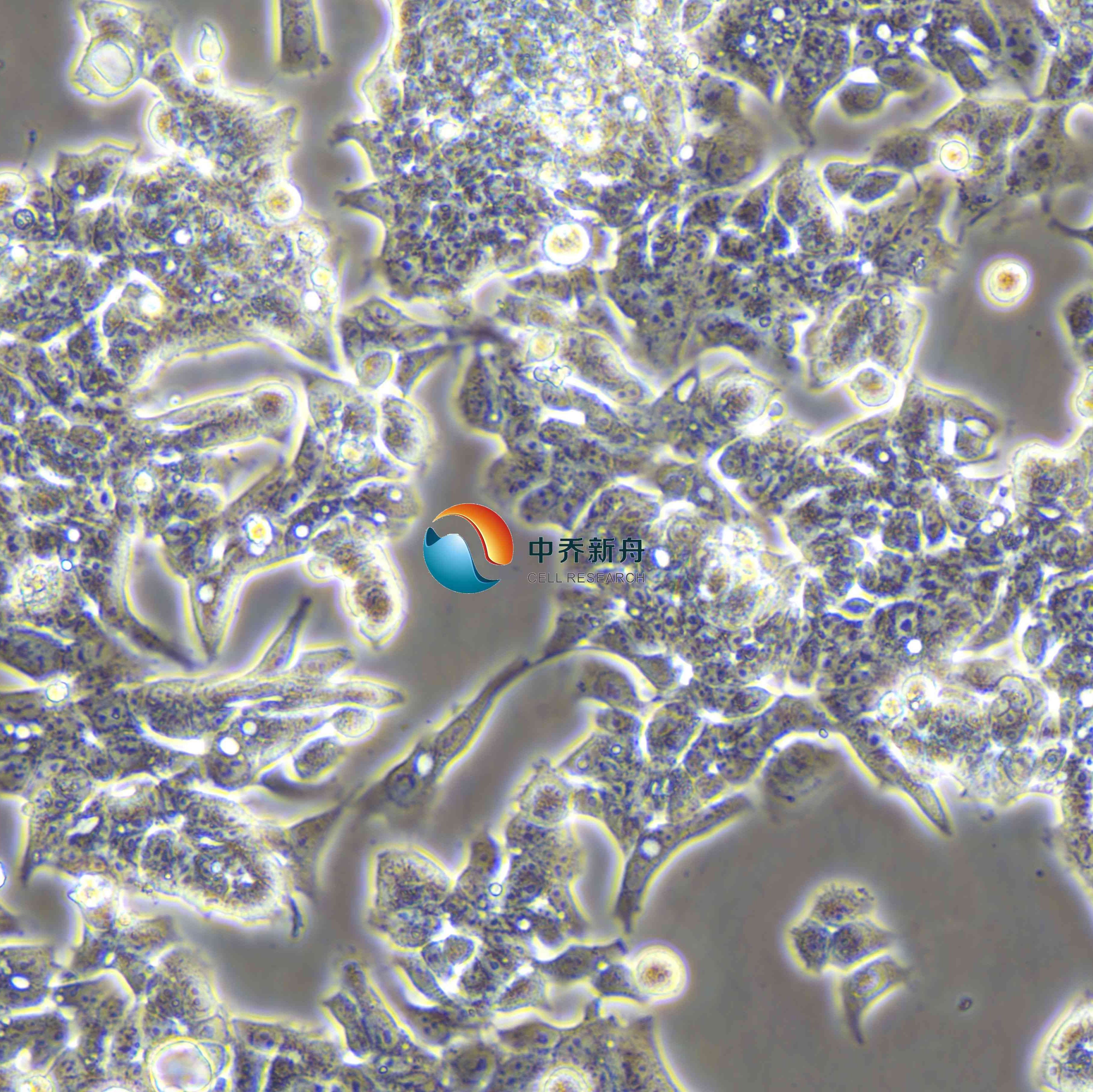 LOVO人结肠癌细胞