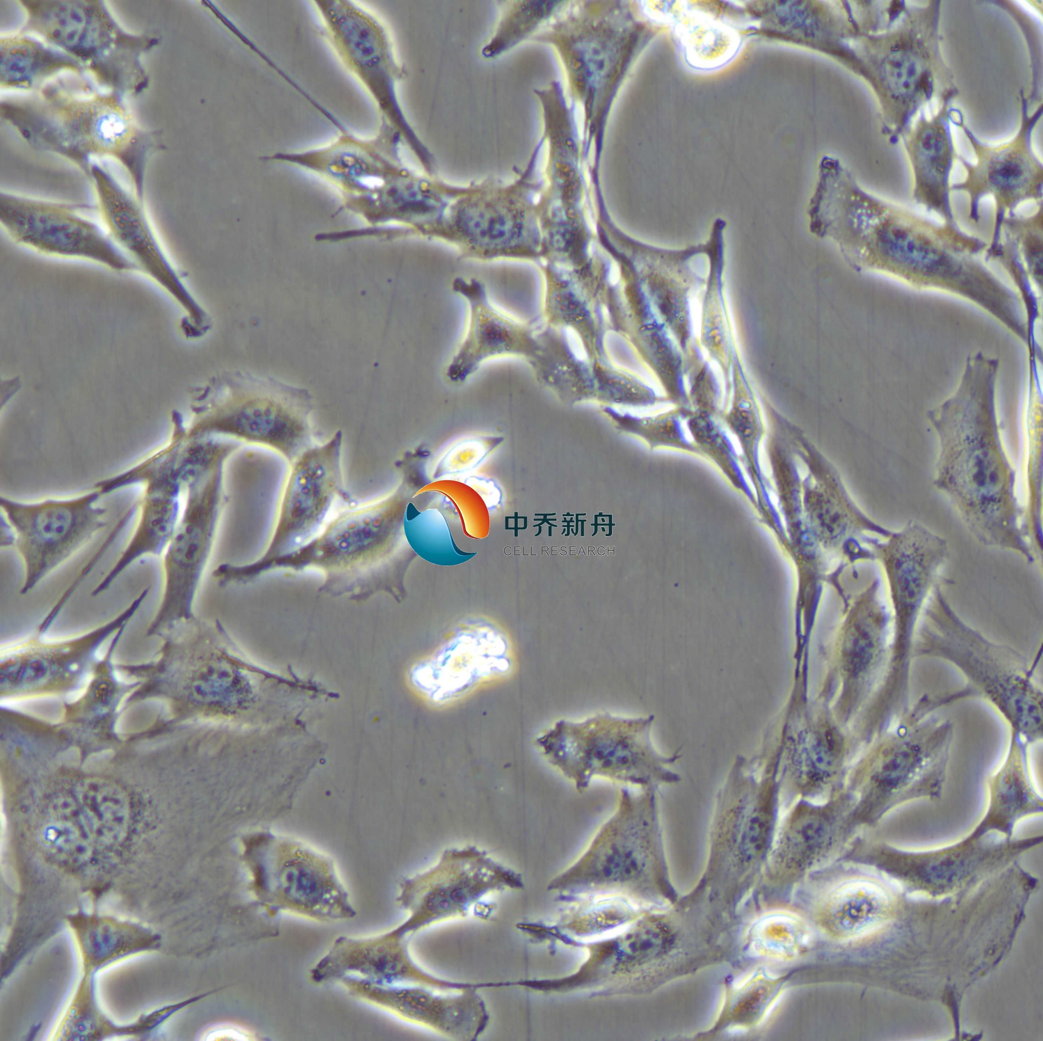 小鼠成肌细胞C2C12