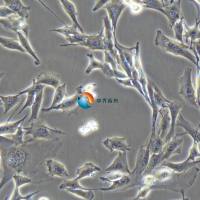 小鼠成肌细胞C2C12